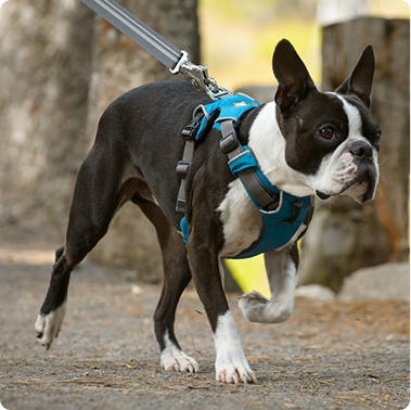 The Ultimate Combination: Durable Dog Leash Harness